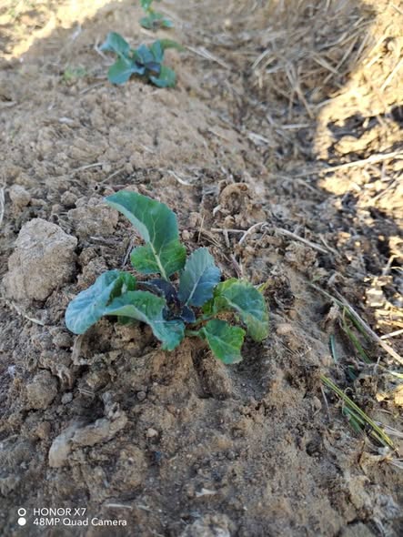 الشتله واقفه والقلب احمر اي الحل لو سمحتو..؟